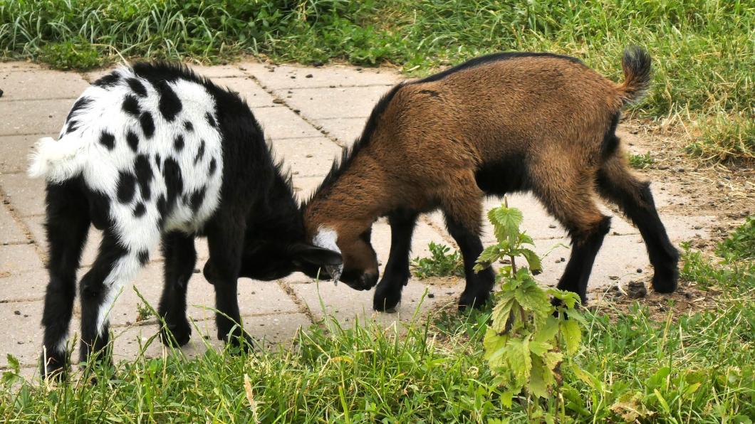 Twee geitjes