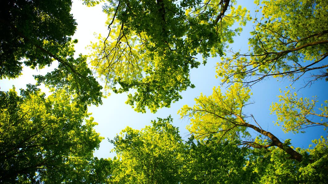 bomen bos