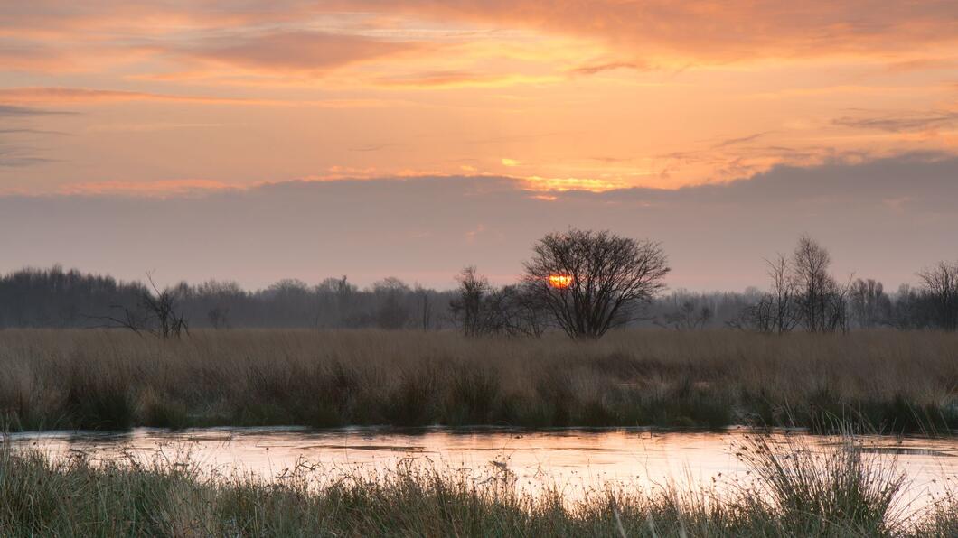 Zonsopkomst Bargerveen