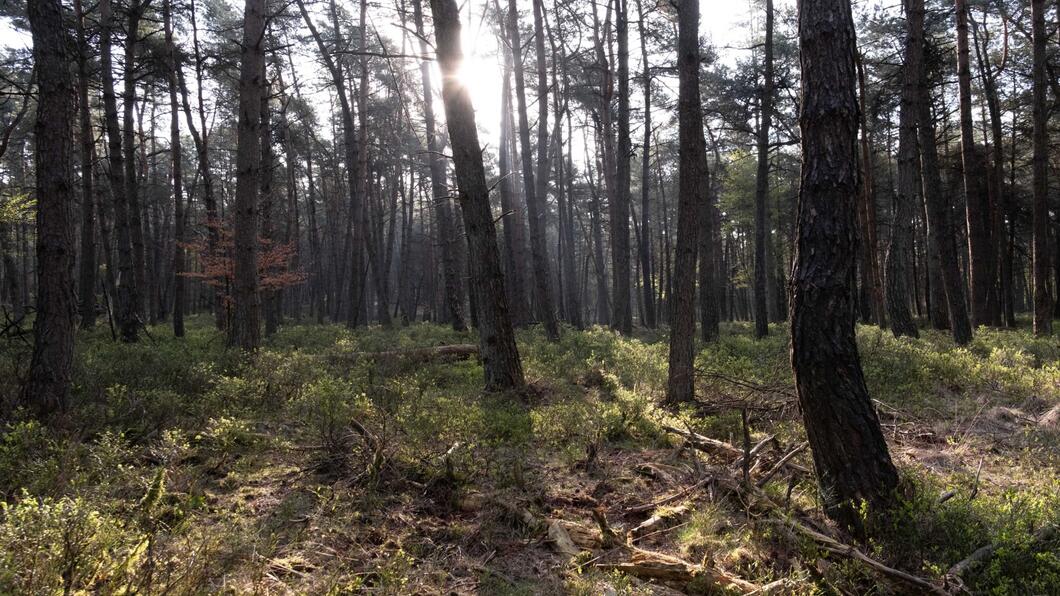 Een afbeelding van een bos