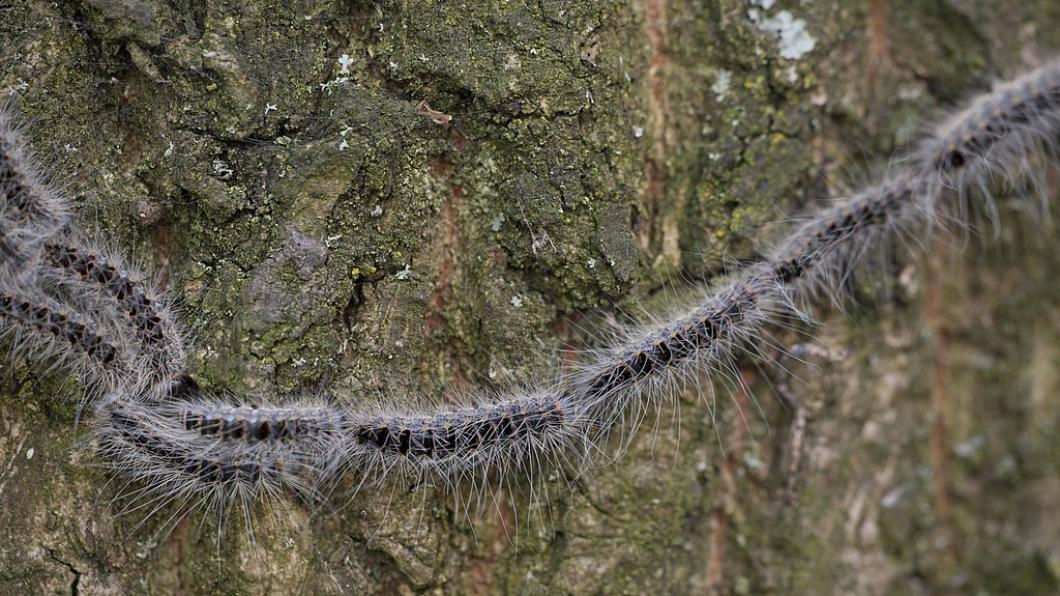 1024px-Thaumetopoea_processionea,_Eikenprocessierups,_Oak_Processionary_02.jpg
