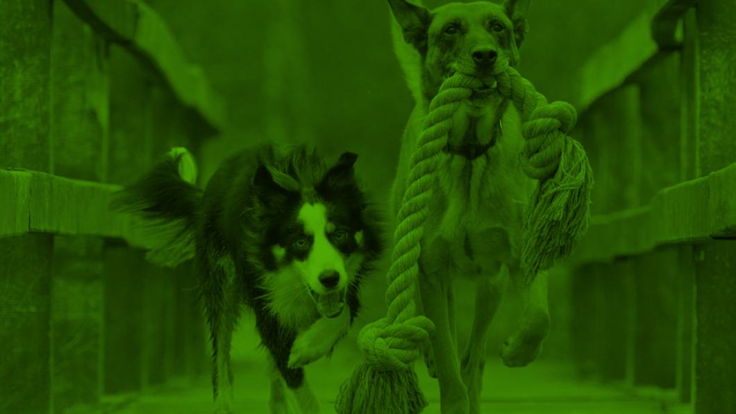 20180415_GroenLinks_Emmen_Website_Nieuws_LoslopendeHonden.jpg