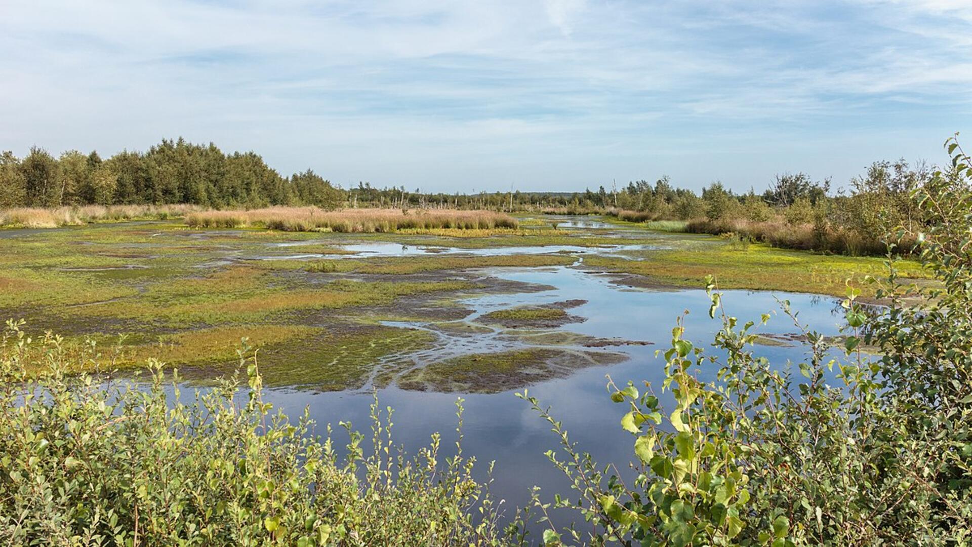 Een foto van het bargerveen