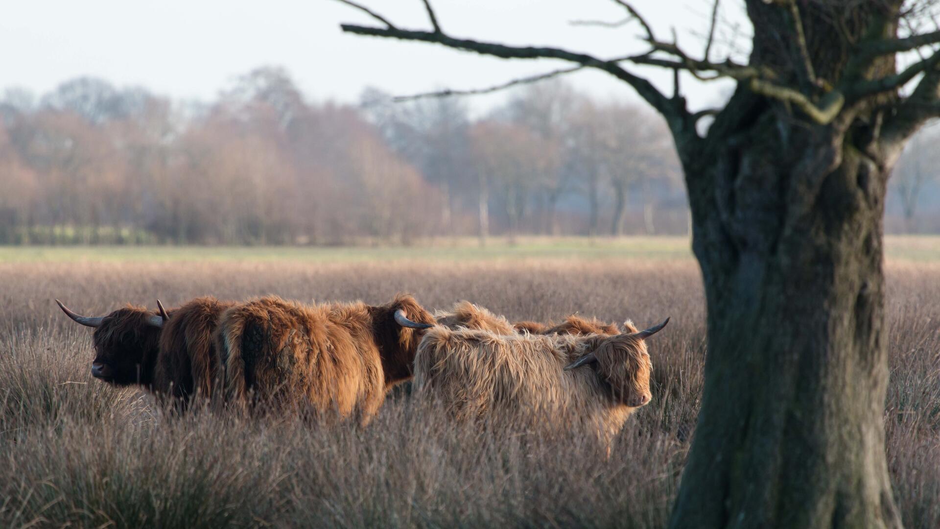 Schotse hooglanders