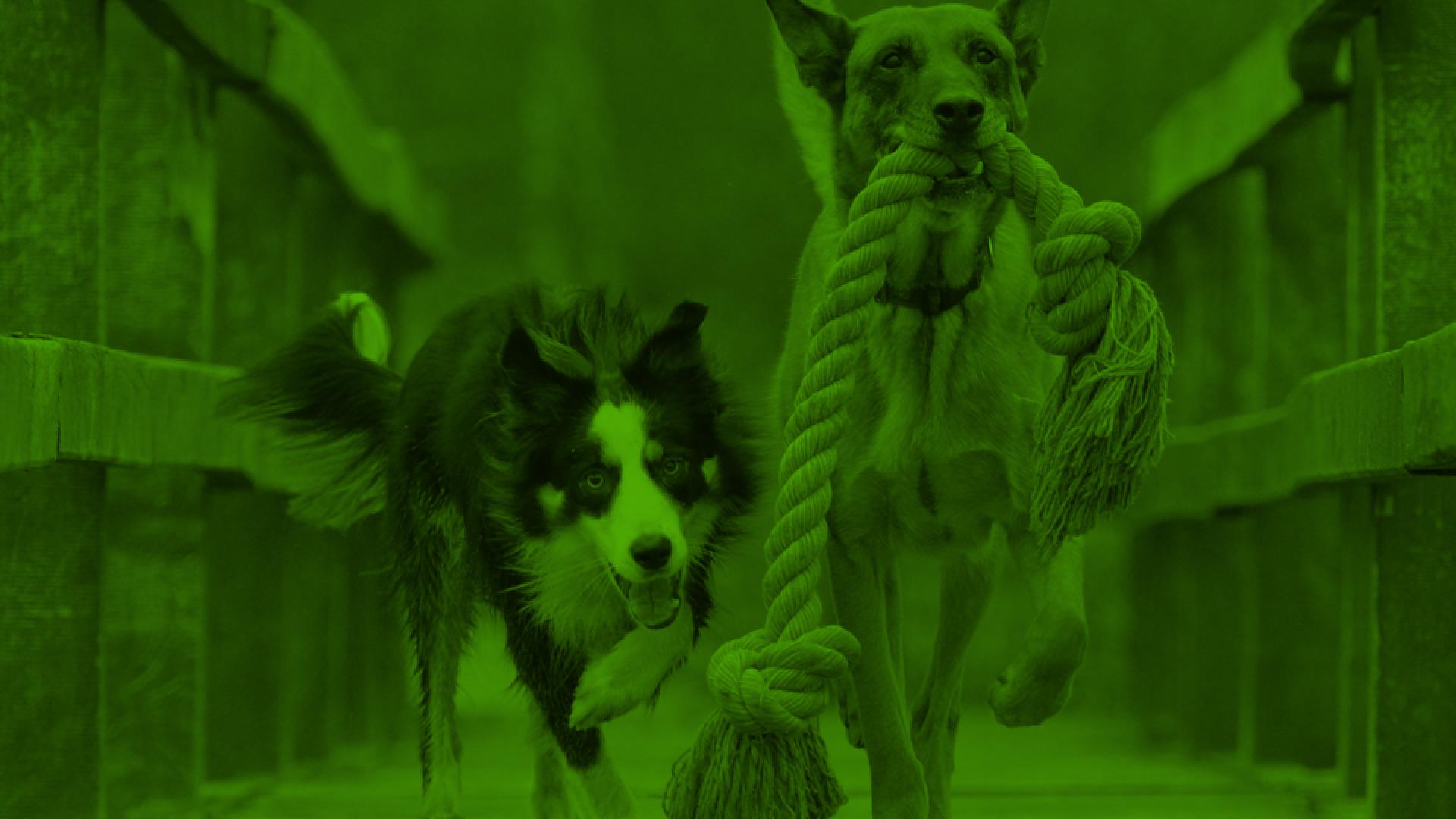 20180415_GroenLinks_Emmen_Website_Nieuws_LoslopendeHonden.jpg